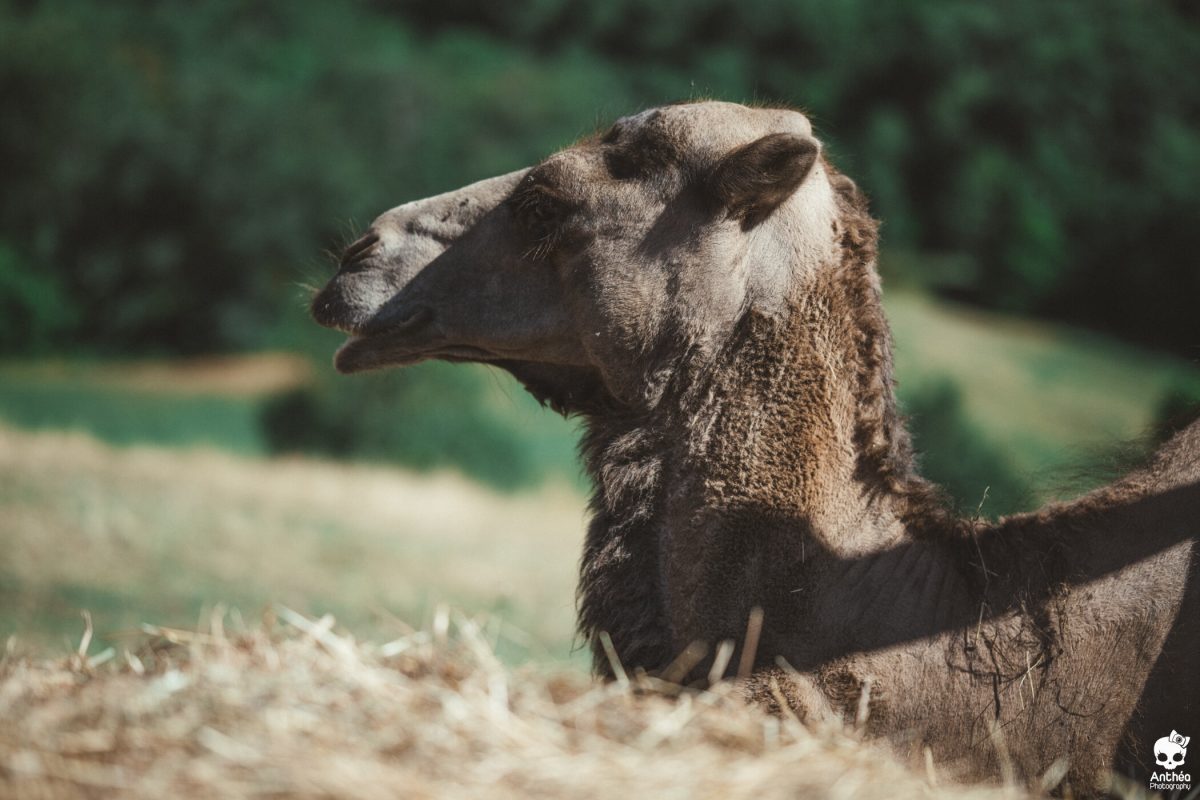 CarrdesAnimaux-WEB72DPILOGO-38